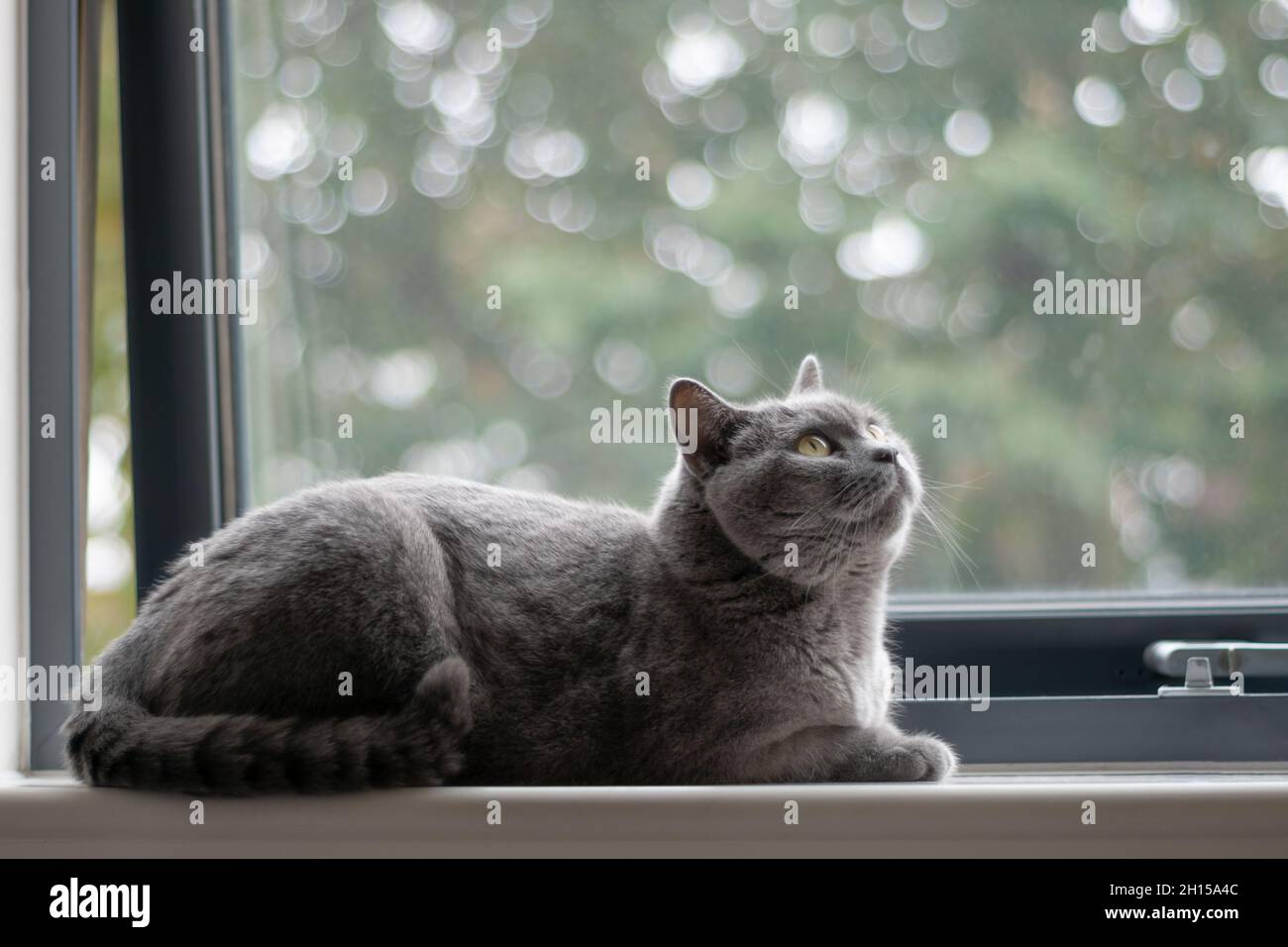 Gatto britannico di shorthair con pelliccia blu-grigia che riposa a casa. Puro e bello gatto di razza è seduto comodamente sul davanzale della finestra Foto Stock