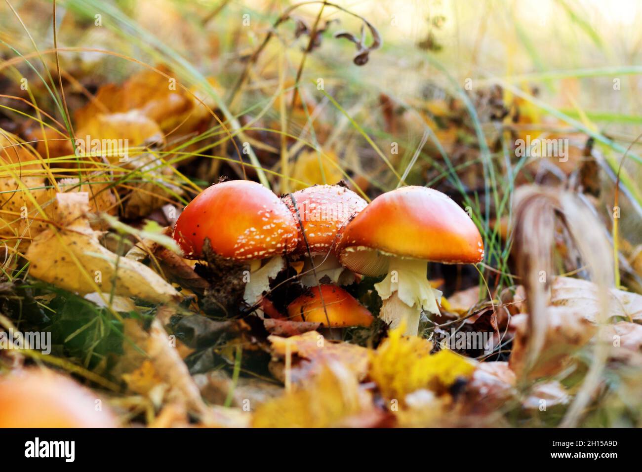 Un gruppo di bellissimi funghi agarici mosca con tappi rossi nella foresta autunnale. Foto Stock