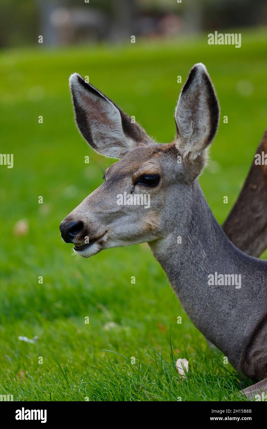 Ritratto di cervo dalla coda bianca Foto Stock