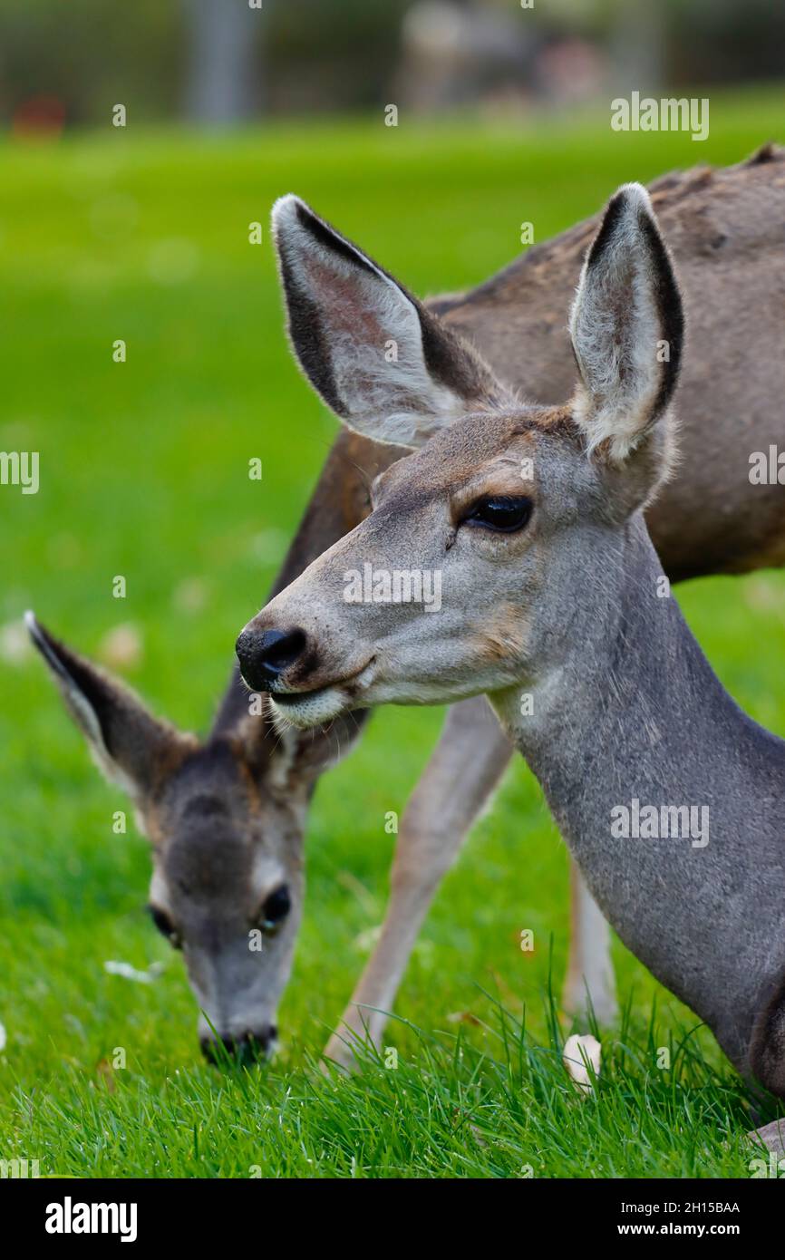 Ritratto di cervo dalla coda bianca Foto Stock