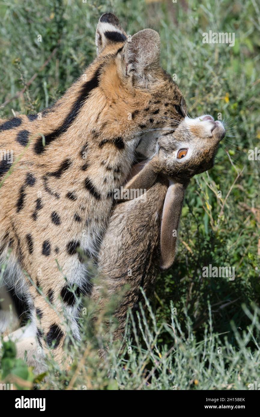 Un serval, Leptailurus serval, a caccia di lepre. Ndutu, Ngorongoro Conservation Area, Tanzania Foto Stock