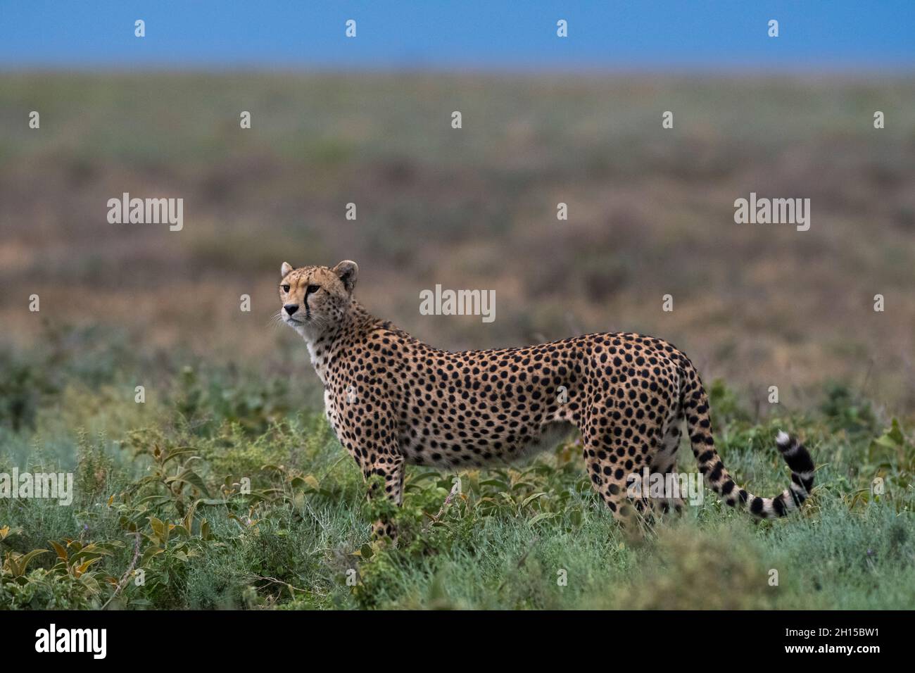 Ritratto di un ghepardo femminile, Acinonyx jubatus. Ndutu, Ngorongoro Conservation Area, Tanzania Foto Stock