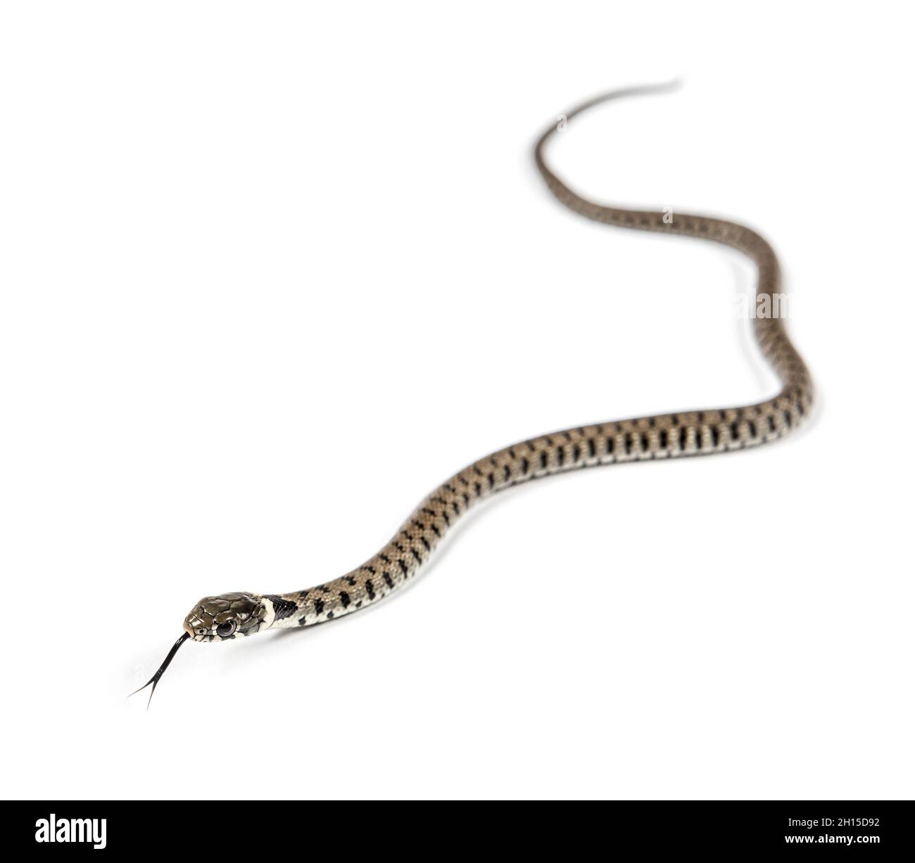 Serpente di erba, Natrix natrix, isolato su bianco Foto Stock