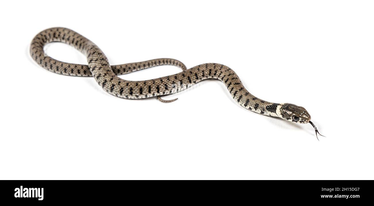 Erba serpente che sniffing lingua fuori, Natrix natrix, isolato su bianco Foto Stock