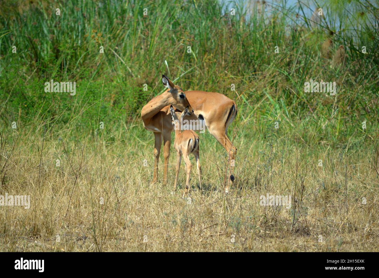 Ipalas (Aepyceros melampus), un genere di antilopi africani, situato nel Parco Nazionale di Akagera, una riserva naturale del Ruanda orientale, in Africa orientale. Foto Stock