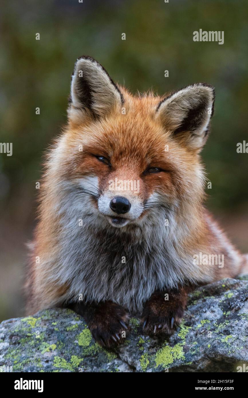 Una volpe rossa, Vulpes vulpes, seduto su una roccia e guardando la macchina fotografica. Aosta, Valsavarenche, Parco Nazionale del Gran Paradiso, Italia. Foto Stock