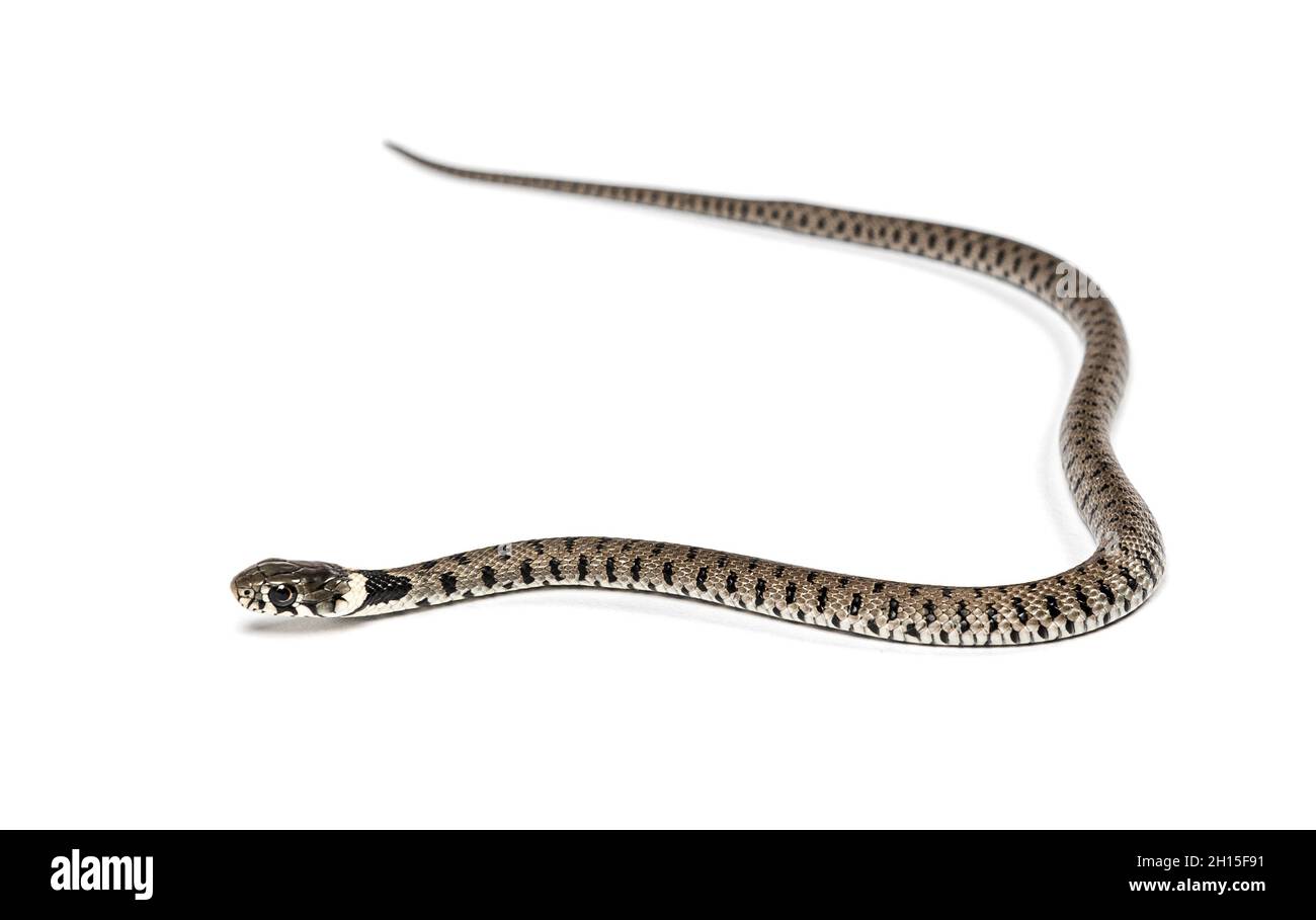 Serpente di erba, Natrix natrix, isolato su bianco Foto Stock