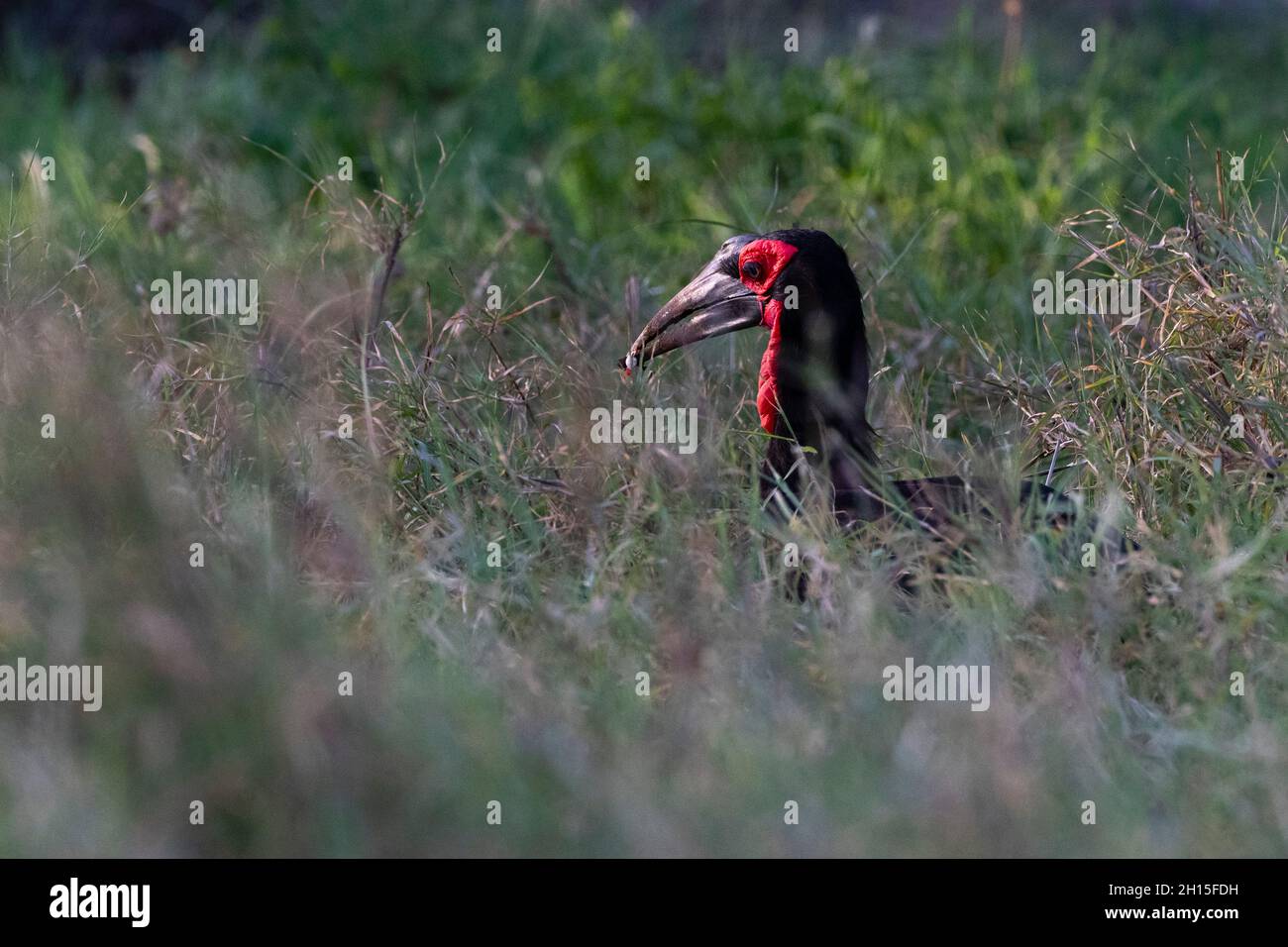 Una terra meridionale Hornbill, Bucorvus leadbeateri, caccia nell'erba lunga. Voi, Tsavo, Kenya Foto Stock