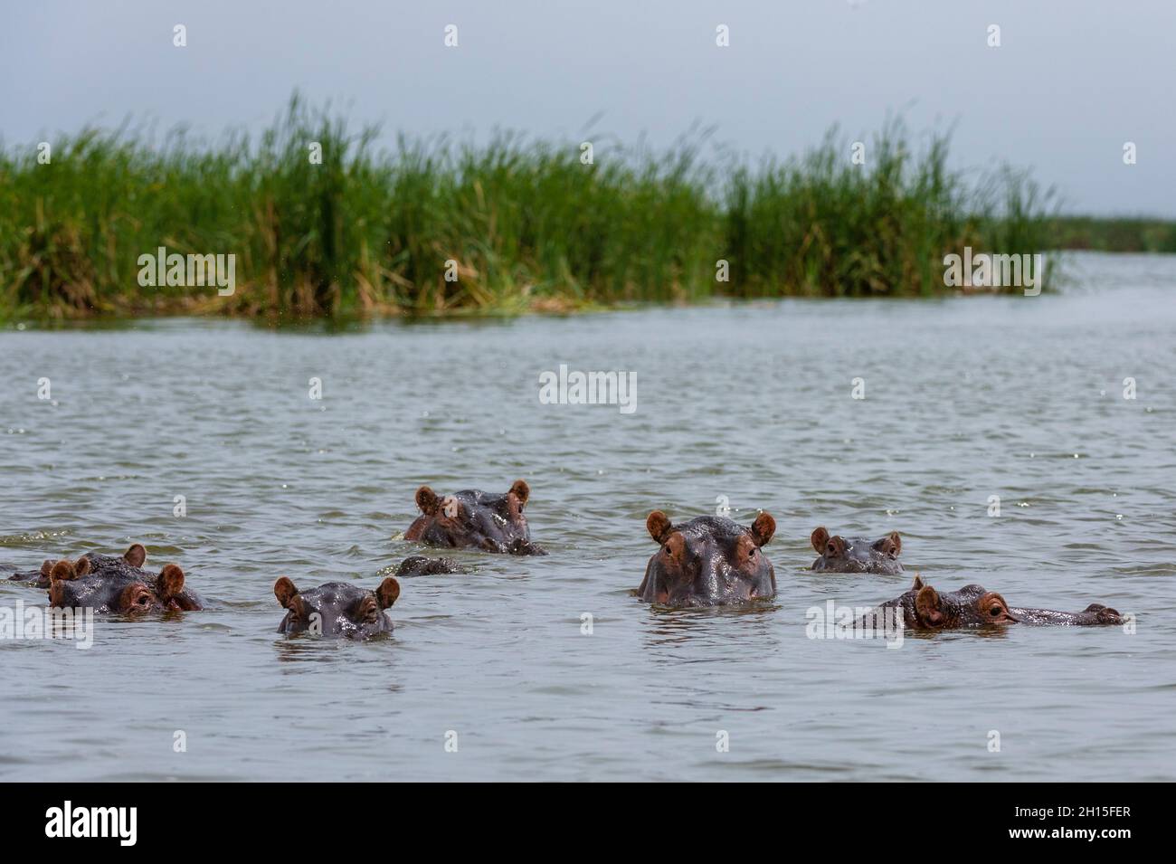 Hippopotami, Ippopotamo anfibio, emergente dal lago Jipe. Voi, Tsavo, Kenya Foto Stock