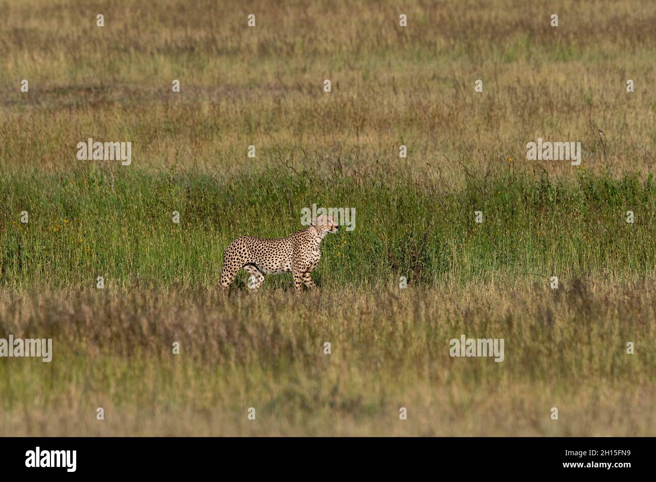 Un ghepardo, Acynonix jubatus, cammina nell'erba alta. Seronera, Parco Nazionale Serengeti, Tanzania Foto Stock