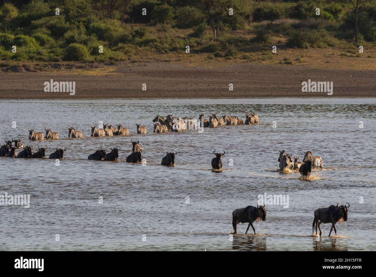 Migrazione Zebra di Burchell, Equus Quagga Burchellii, e wildebeests, Connochaetes taurinus, attraversando il lago Ndutu. Ndutu, Ngorongoro conservazione A Foto Stock