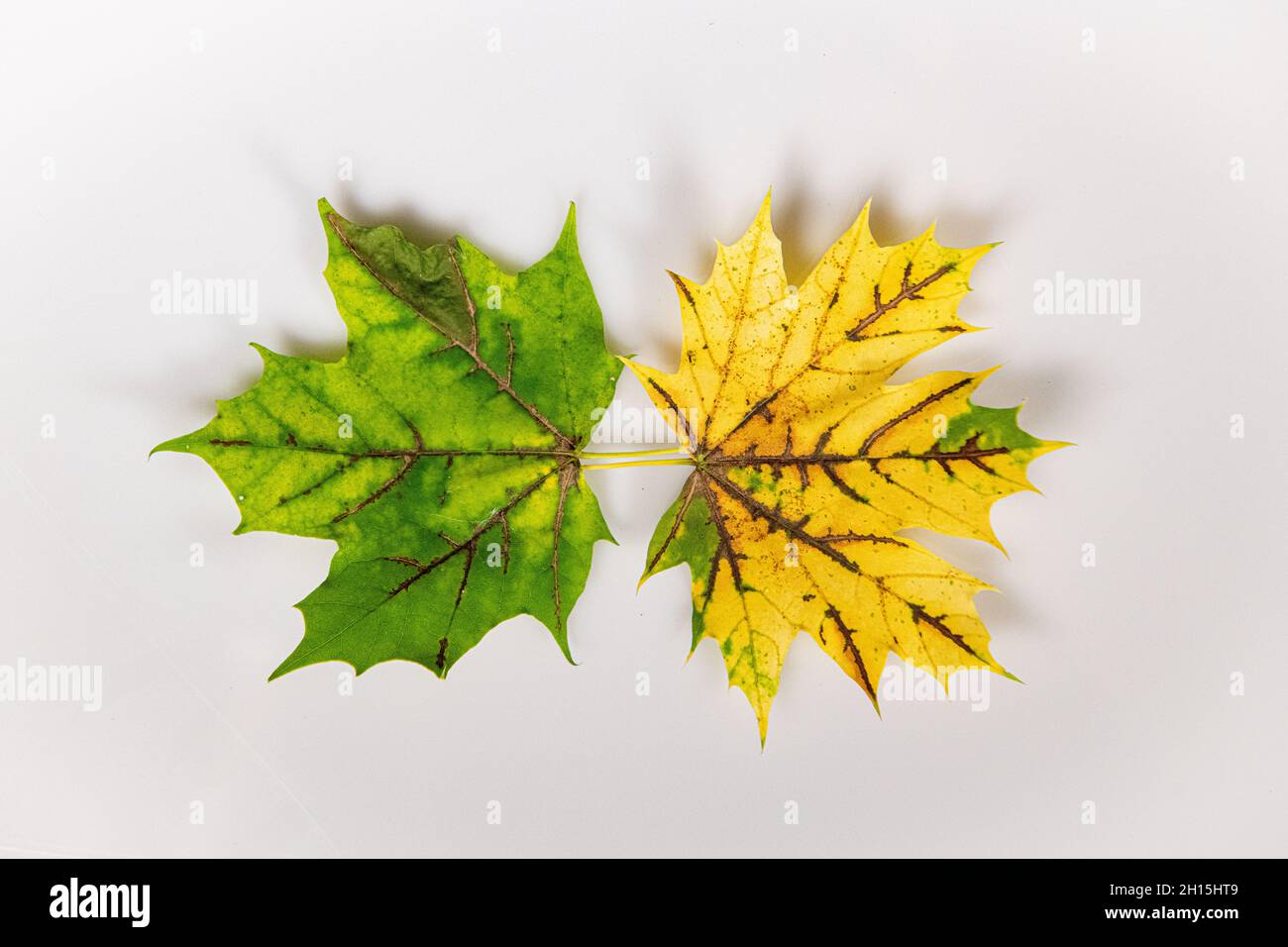 Foglie d'autunno - foglie d'autunno colorate su sfondo bianco ritagliate foglie d'autunno colorate - carotenoidi rivelati Foto Stock