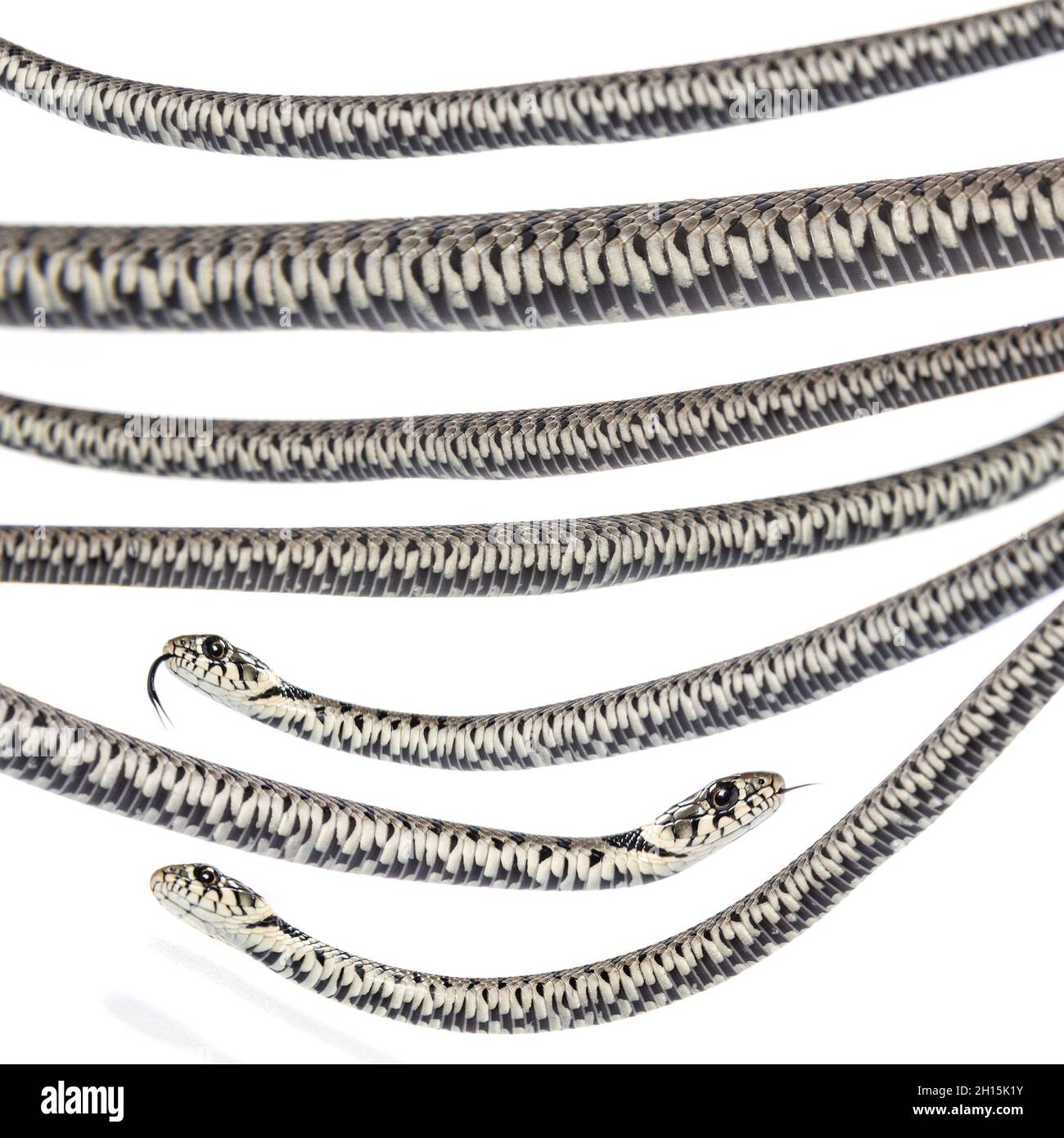 Serpente di erba, Natrix natrix, isolato su bianco Foto Stock