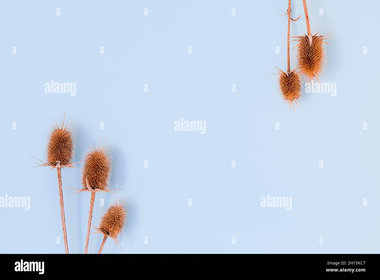 Sfondo blu chiaro minimalista con fiori autunnali secchi, vista dall'alto, spazio per testo Foto Stock