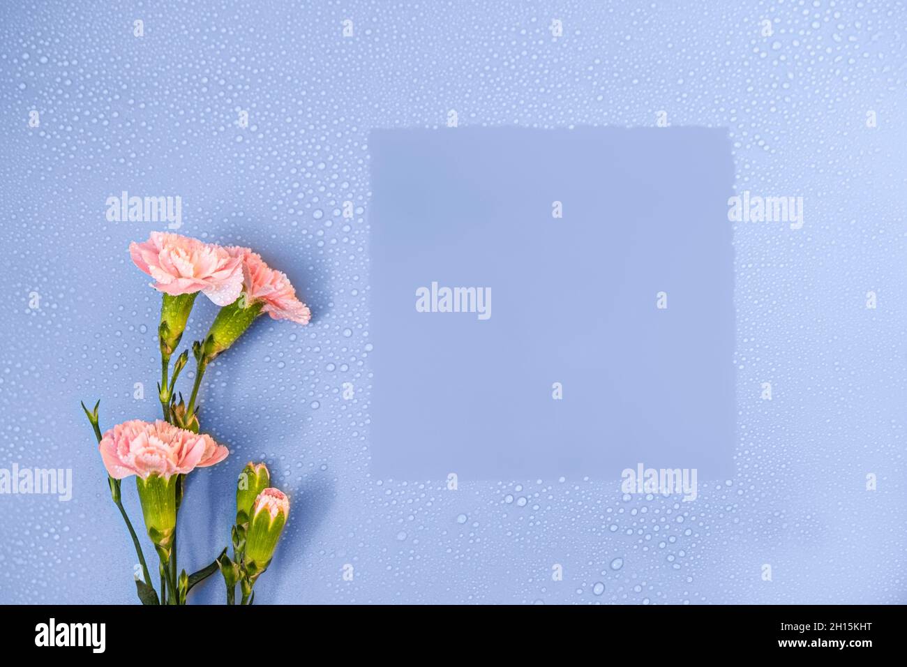 Elegante, romantico, fresco mockup con bordo su sfondo blu pastello con gocce d'acqua e fiori, spazio copia Foto Stock