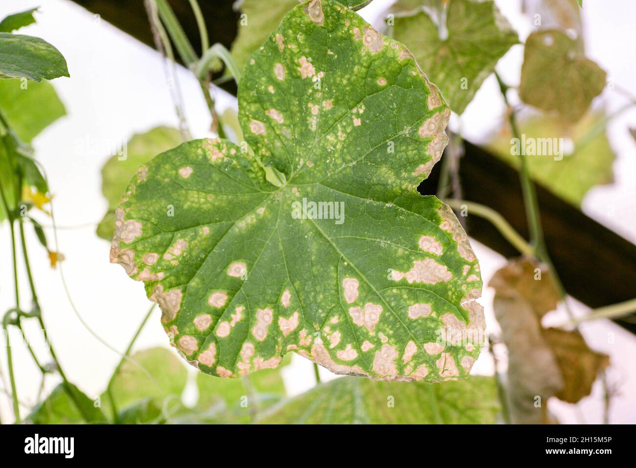 Affetta da malattie e pesti di foglie di piante e frutti di cetriolo White rot sclerotinosi malattie di cetrioli è bianco muffa bianco marciume. Peresporosi di muffa downy, sclerotinosi di marciume bianco. Foto Stock