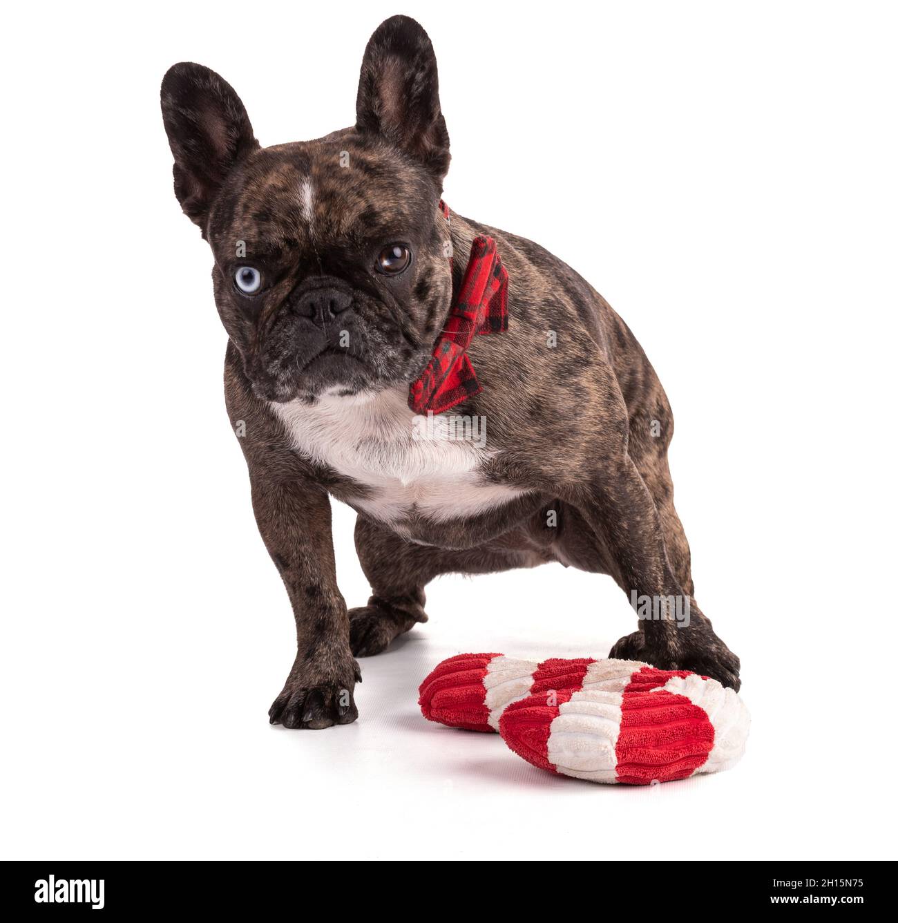 Bulldog francese con cravatte ad arco rosse per Natale su sfondo bianco  Foto stock - Alamy