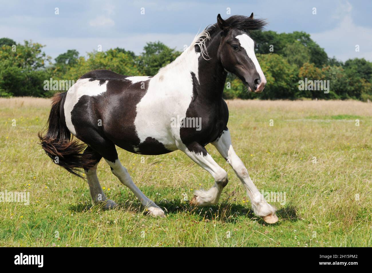 Giovane cavallo zingaro che corre sul pascolo Foto Stock