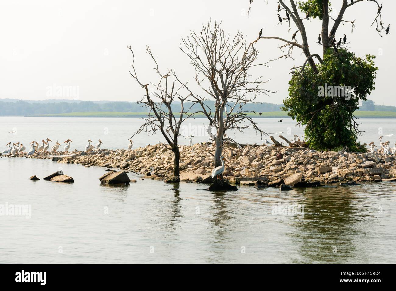 Pellicani bianchi americani e cormorani a doppia crestata in un rookery a Green Bay, Wisconsin Foto Stock