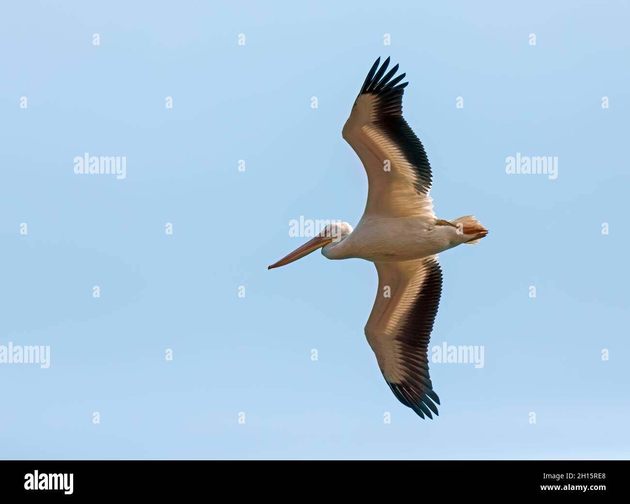 American White Pelican in volo sul fiume Illinois Foto Stock