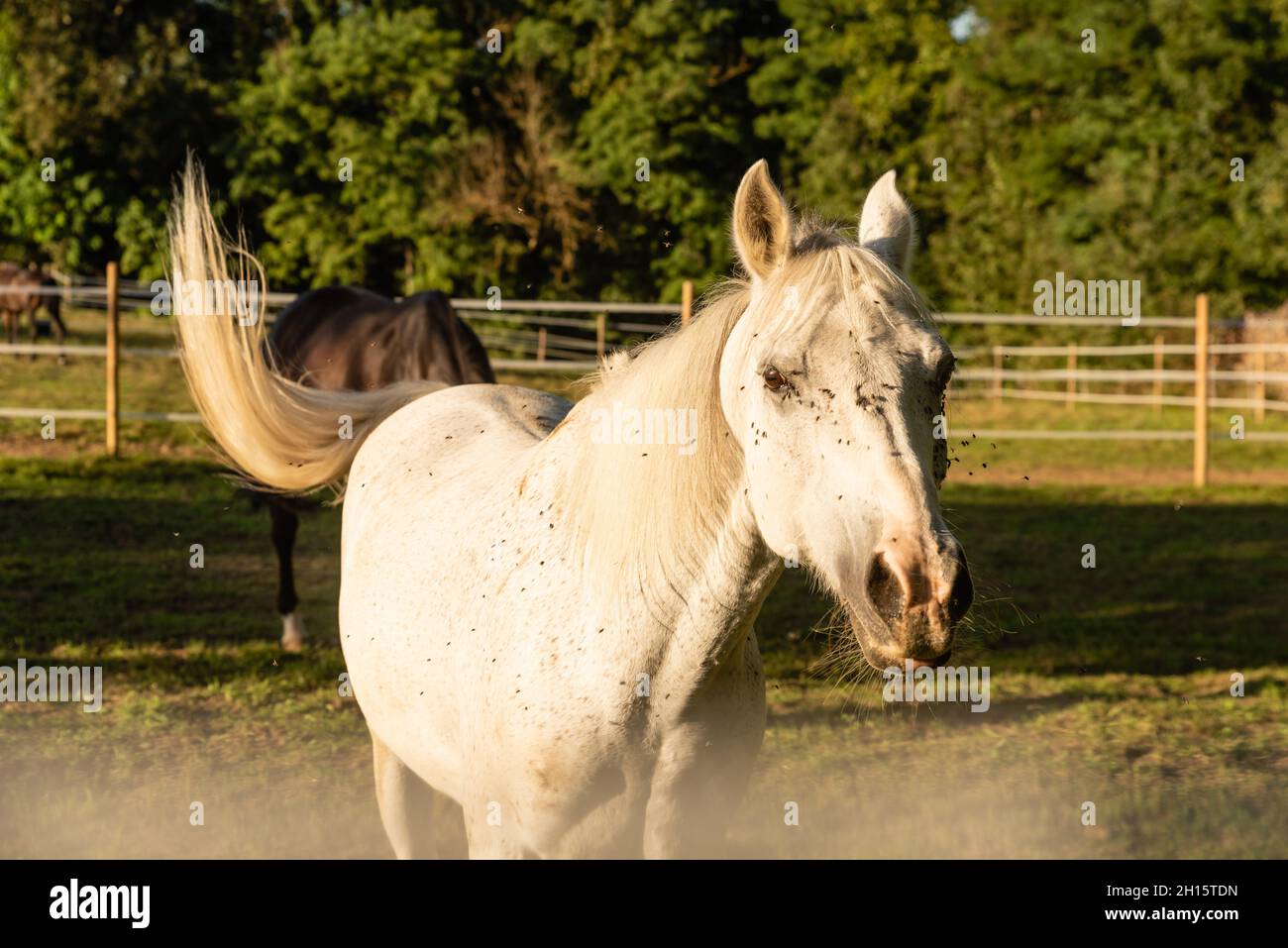 Ritratto di cavallo bianco in campo verde Foto Stock