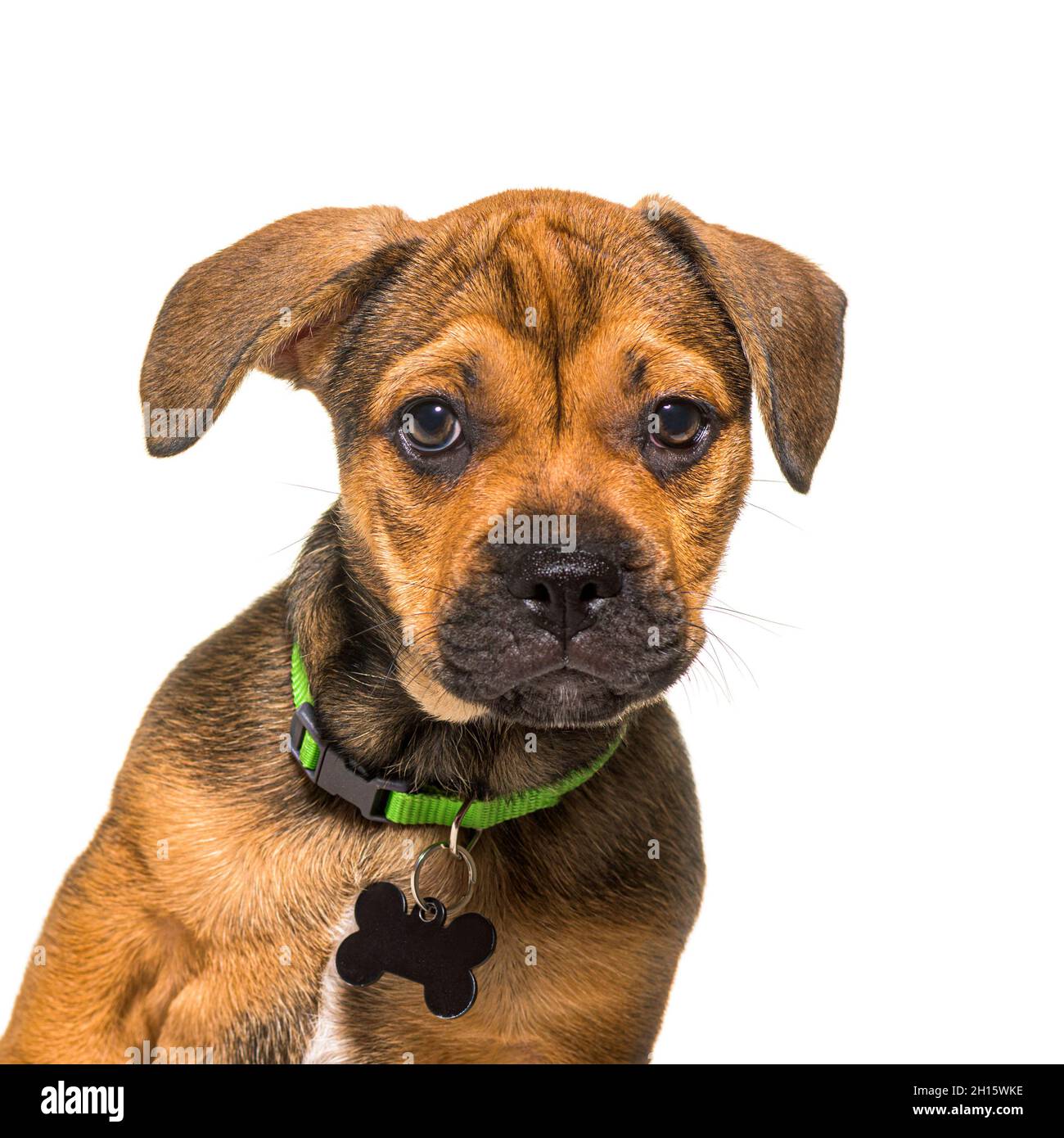 Testa di un cane allerta cucciolo crossbreed indossando un collare verde e un tag di identificazione vuoto, isolato Foto Stock