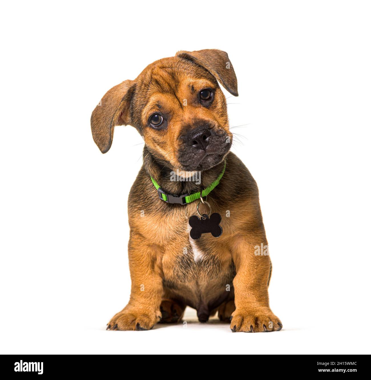 Piccolo cane crossbreed cucciolo marrone seduto, isolato, con un colletto verde e un tag ID Foto Stock
