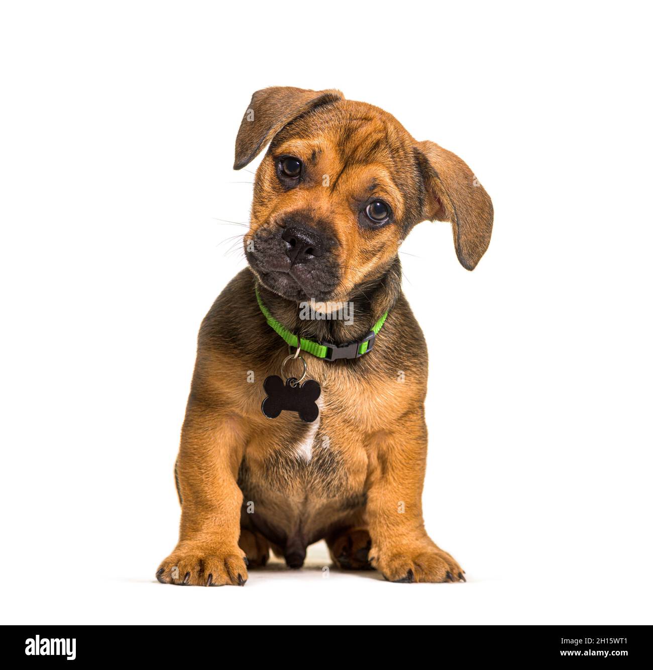 Piccolo cane crossbreed cucciolo marrone seduto, isolato, con un colletto verde e un tag ID Foto Stock
