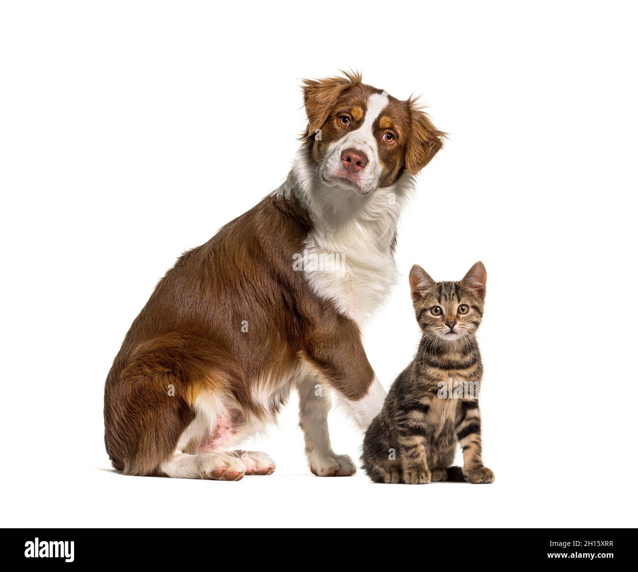 Gatto e cane insieme di fronte a sfondo bianco. Pastore australiano e gatto di razza crosse, isolato su bianco Foto Stock