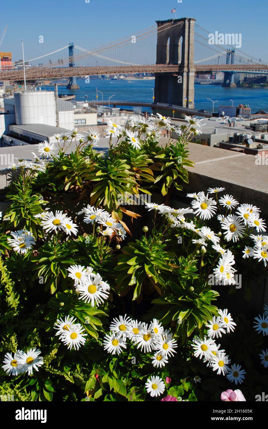 Margherite Montauk sul giardino fiorito sul tetto con vista del Ponte di Brooklyn, New York City Foto Stock