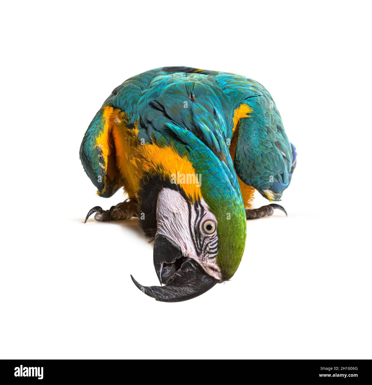 Vista frontale di un macaw blu-e-giallo che guarda giù una tavola vuota Foto Stock