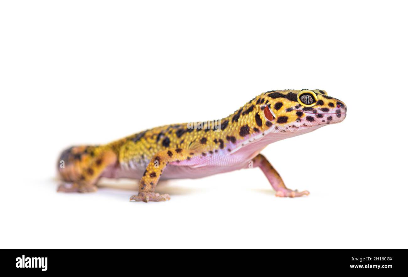 Vista laterale di un gecko leopardo, isolato su bianco Foto Stock