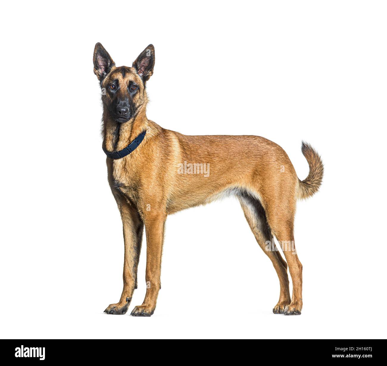 Vista laterale di un cane Malinois in piedi che guarda la macchina fotografica e indossa un colletto, isolato su bianco Foto Stock