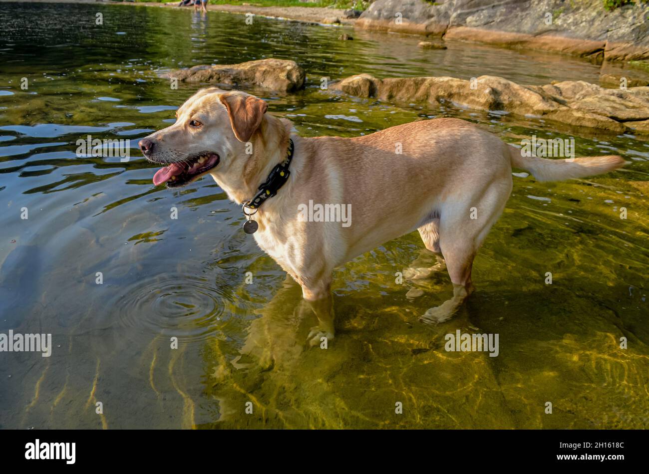 Cane Labrador giallo in piedi gamba-profondo in acqua su una riva rocciosa lago. Foto Stock