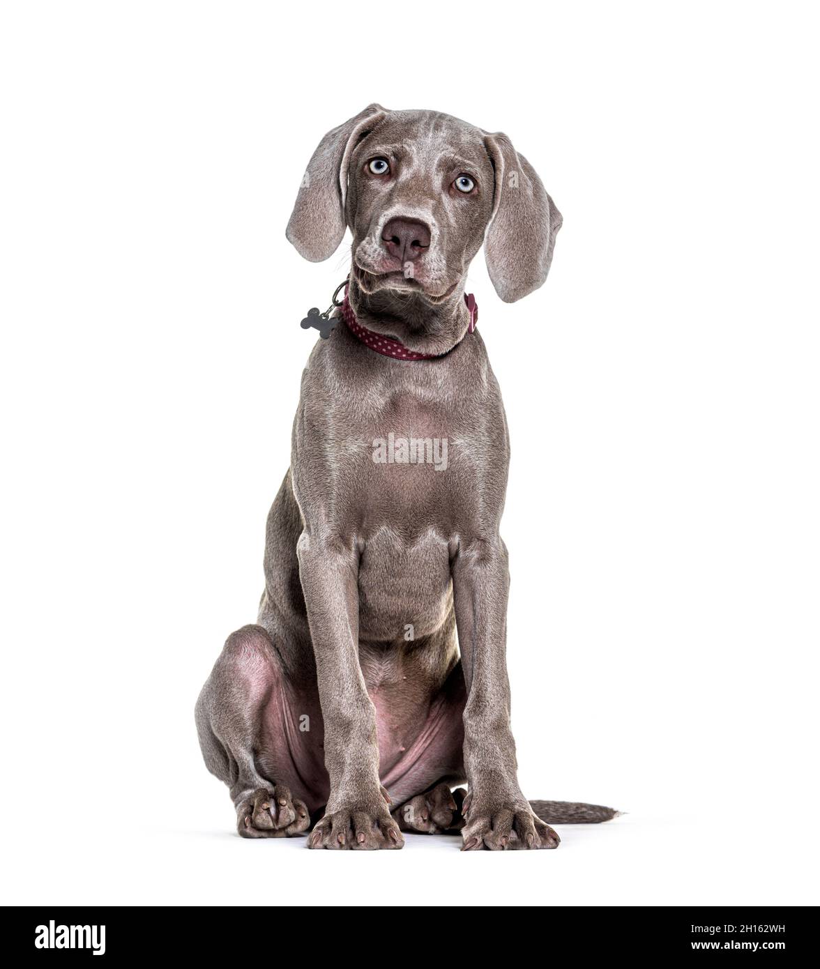 Il giovane Weimaraner punta il cane seduto e mannettendo un colletto Foto Stock