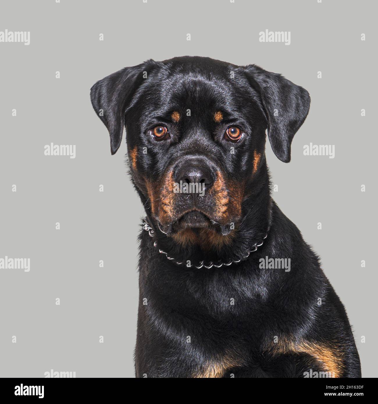 Colpo di testa di un Rottweiler che fissava la fotocamera su un backgrounda grigio Foto Stock