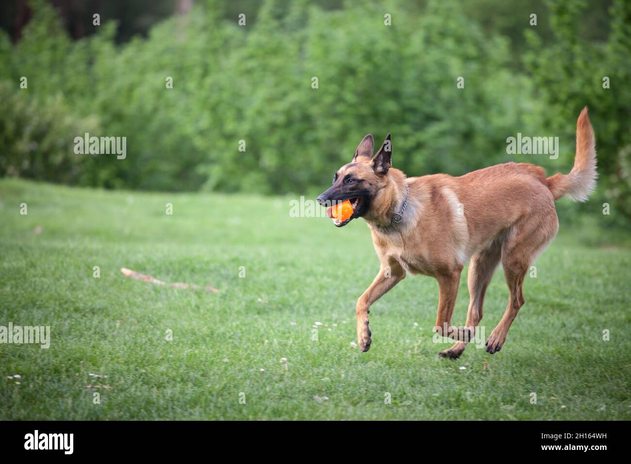 Malinois Belgian Shepherd dog correre in un parco e giocare a prendere una palla, in un gioco di cane chiamato fetching, tradizionale per l'educazione canina. Pictur Foto Stock
