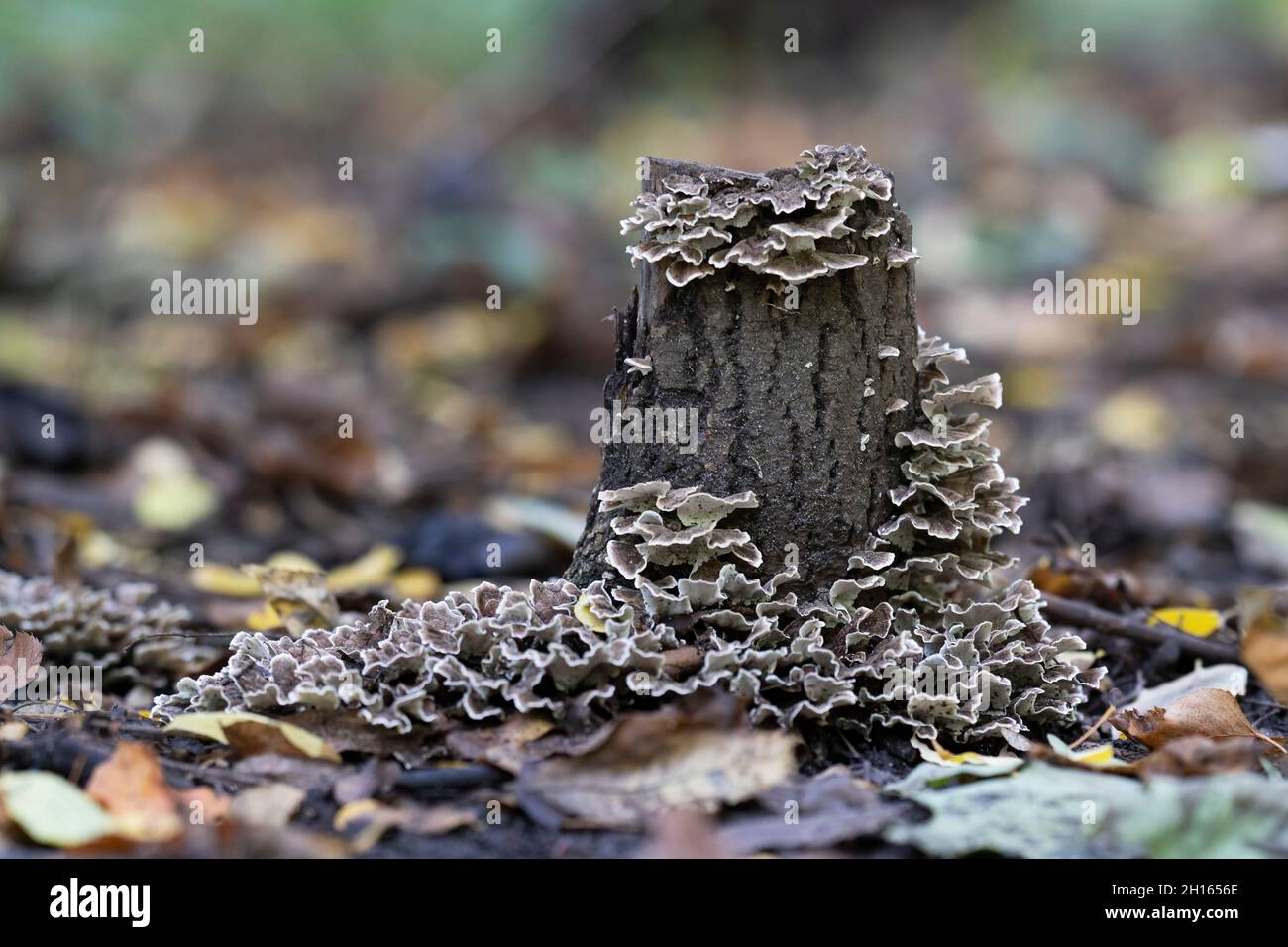 Funghi saprofiti su ceppo di albero, funghi Foto Stock