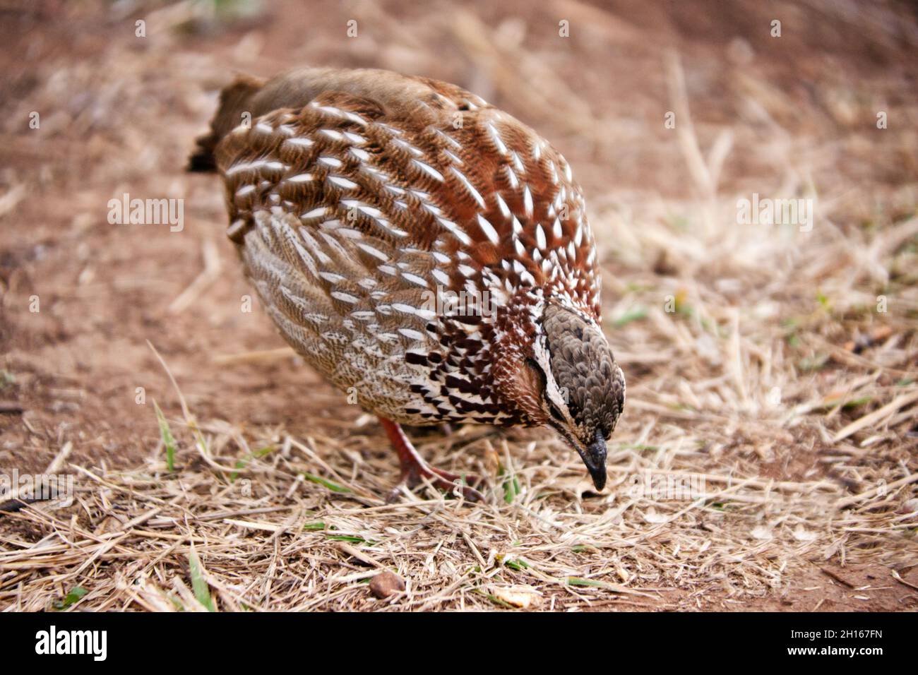 Franco crestato, Peliperdix sefaena, singolo uccello in terra, Sudafrica Foto Stock