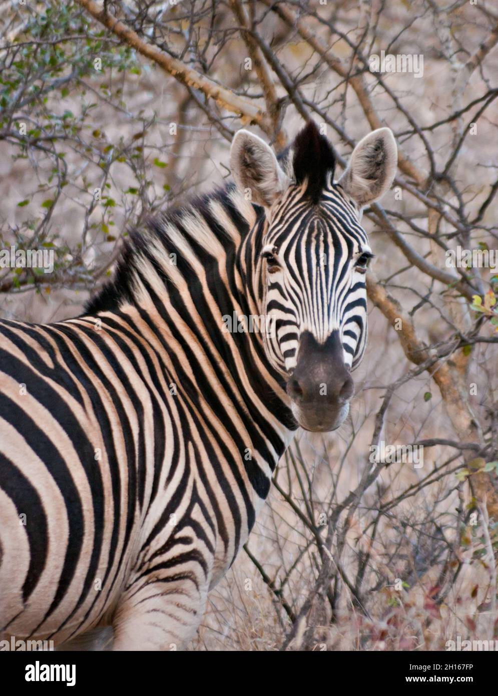 fauna zebra nella natura nel cespuglio guardando la macchina fotografica Foto Stock