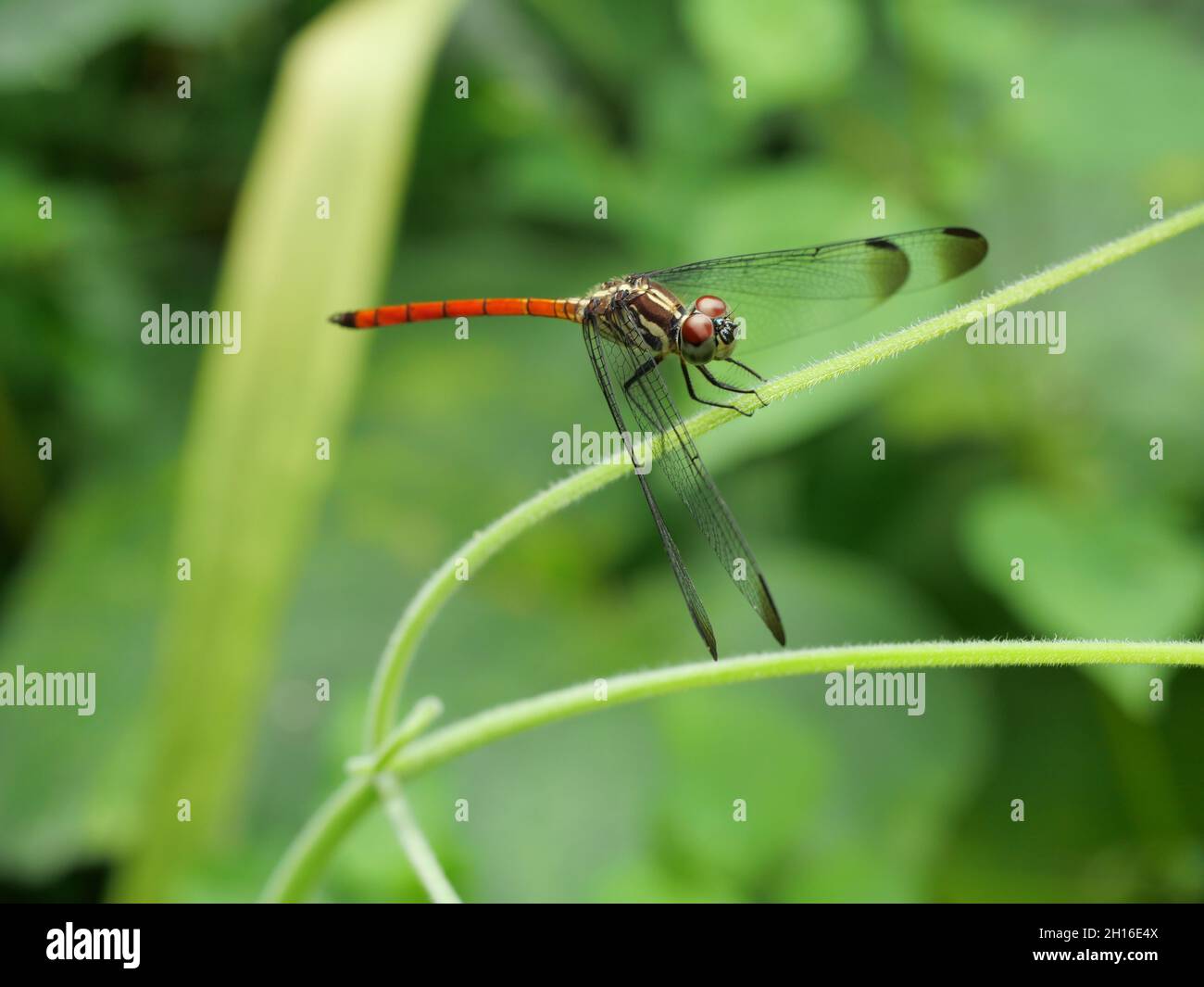 Secchiello Asiatico (Lathrecista asiatica asiatica) con grande occhio rosso su foglia di pianta con sfondo verde naturale Foto Stock