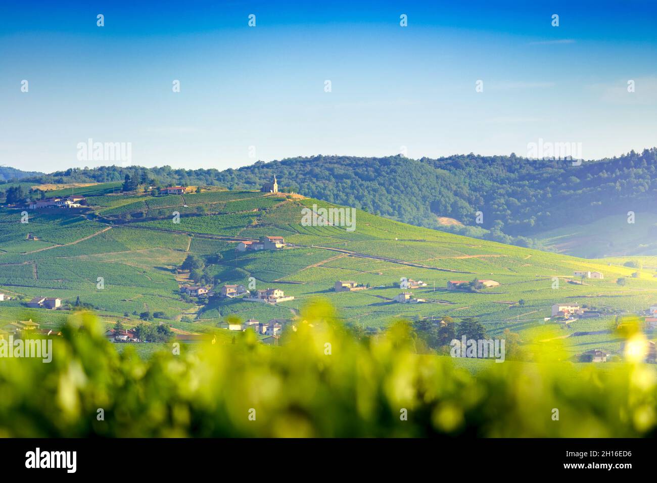 Madone de Fleurie et son vignoble, Beaujolais, Francia Foto Stock