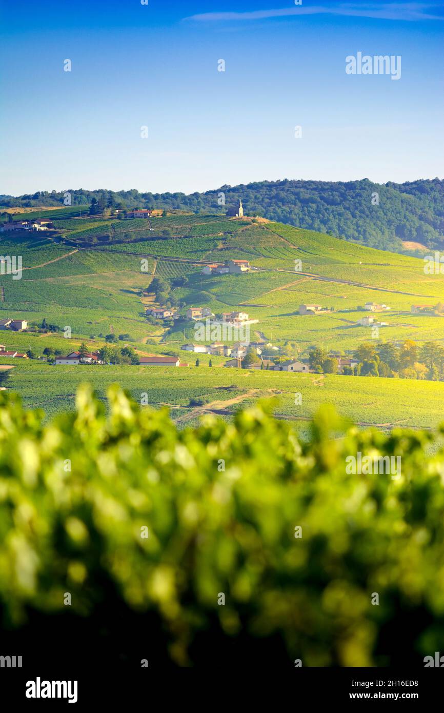 Madone de Fleurie et son vignoble, Beaujolais, Francia Foto Stock