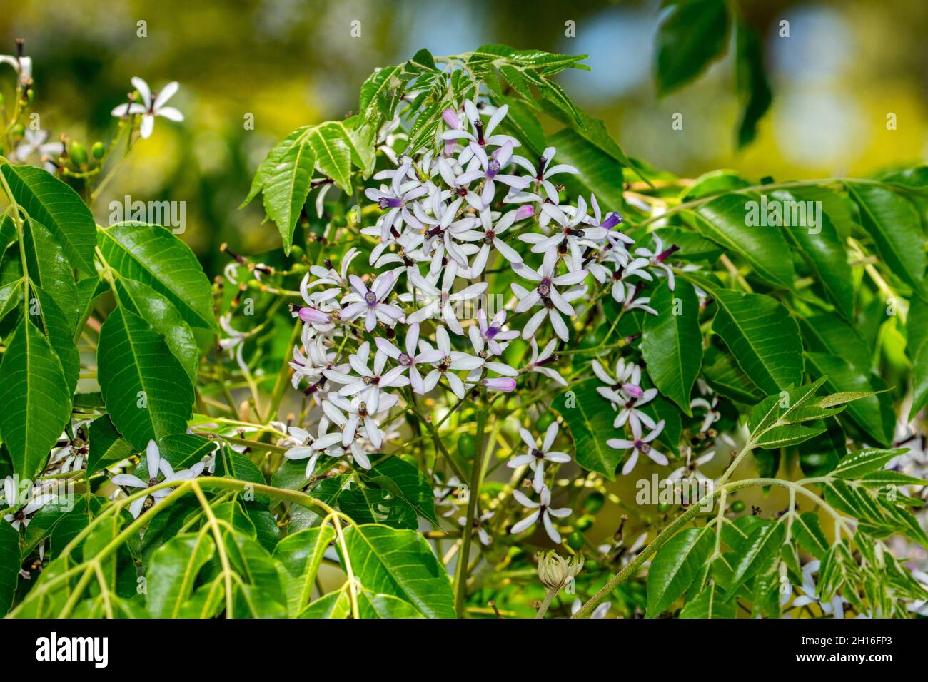 Grappolo di piccoli fiori di mauve e foglie verdi vivide di Melia azedarach, Chinaberry / albero di cedro bianco, una specie di albero nativo australiano deciduo Foto Stock