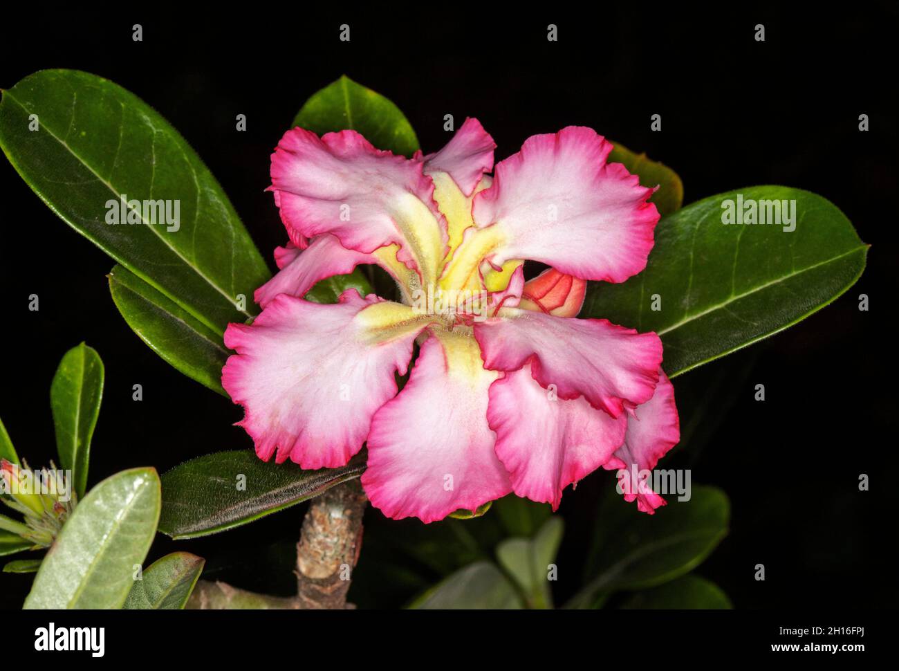 Splendido fiore rosa e bianco di Adenium obesum, African Desert Rose, con petali volati e foglie di verde intenso su sfondo nero Foto Stock