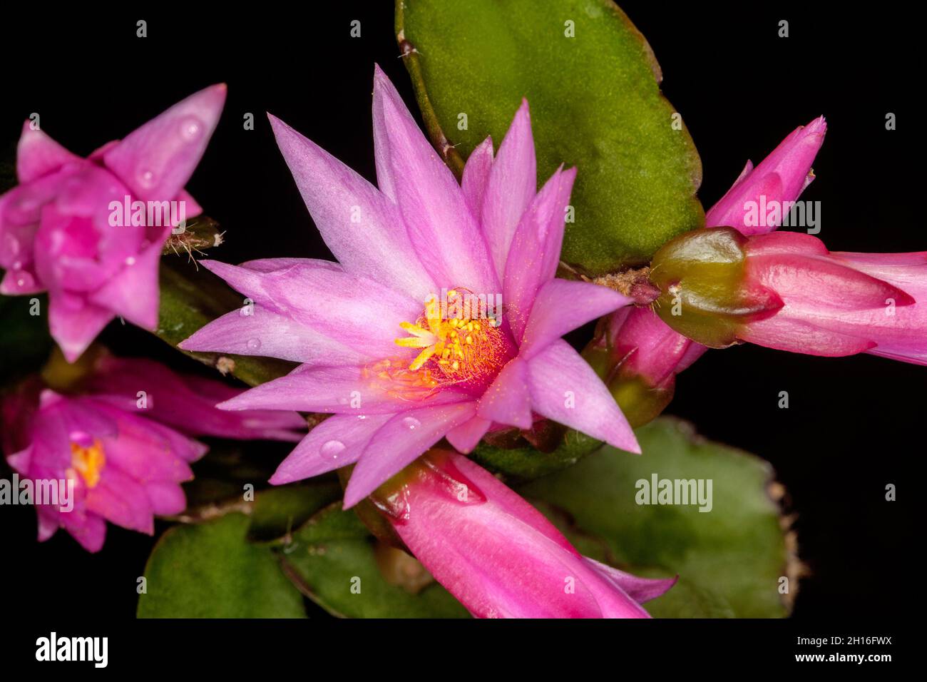Fiori rosa vividi, boccioli e gambo di Rhipsalidopsis epifitico Cactus di Pasqua, Schlumbergera / Hatiora gaertneri su sfondo scuro Foto Stock