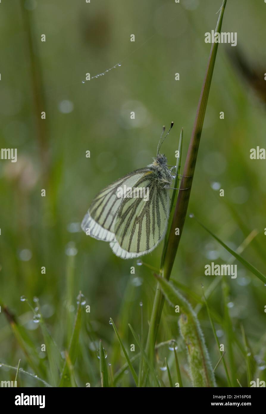 Farfalla bianca verde-venata, Pieris napi, in prato in una mattinata di nebbia. Foto Stock