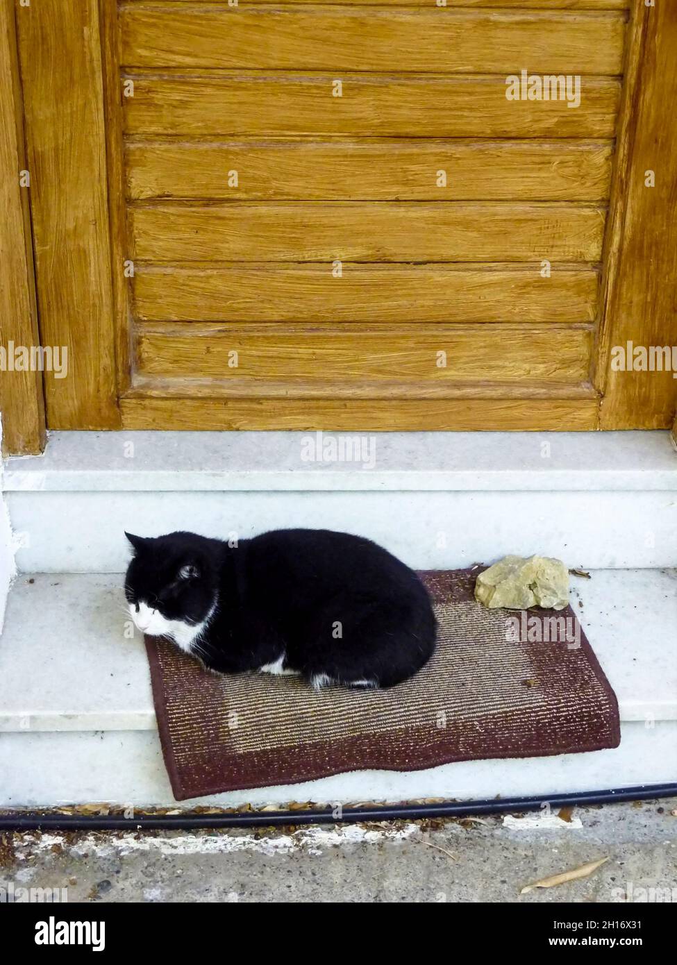 Un gatto sedette fuori dalla porta di casa, in attesa di lasciarsi dentro. Creta, Grecia Foto Stock