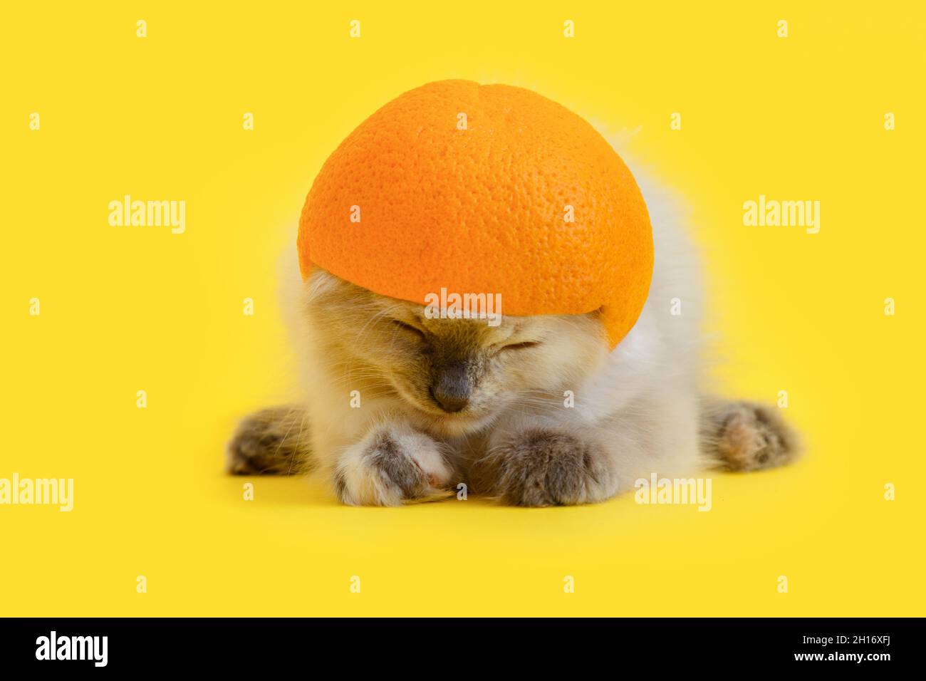 Gatto sottomissivo pendente in caschetto di agrumi arancione isolato su sfondo giallo con spazio copia. Concetto creativo divertente cucciolo domestico animale domestico gattino Foto Stock