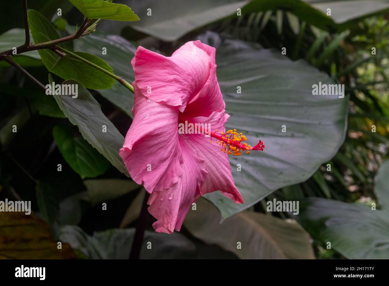 Il fiore rosa caldo della pianta dell'ibisco (ibiscus rosa-senensis). Foto Stock